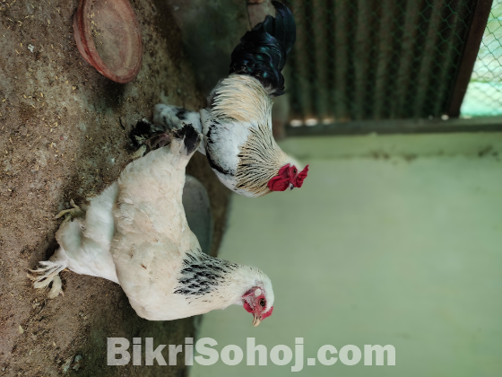 ব্রা হামা মুরগি এক জোড়া